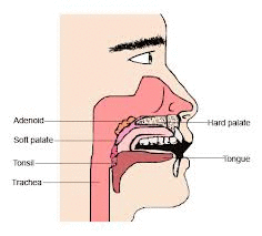 Adenoids and Tonsils - The Immune System